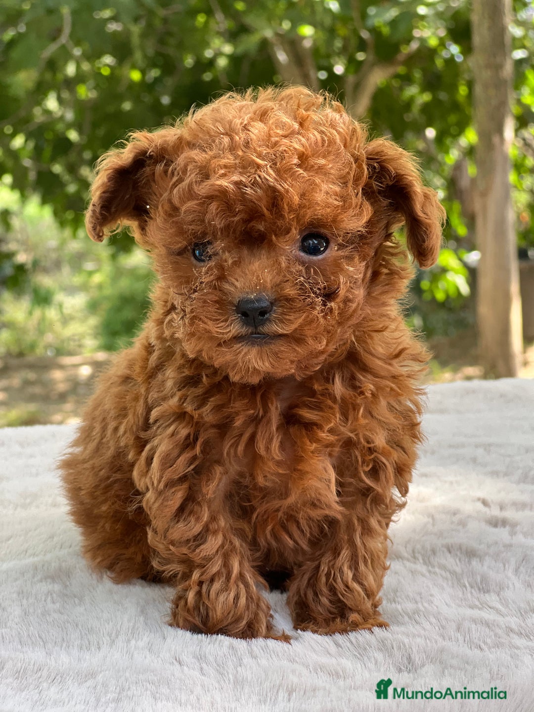 Caniche Toy perros en venta: Caniche Teacup coreano  - Imagen 1