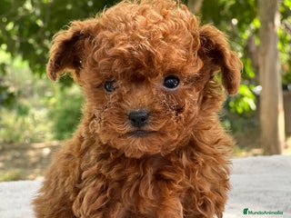 Caniche Toy perros - Anuncio 24