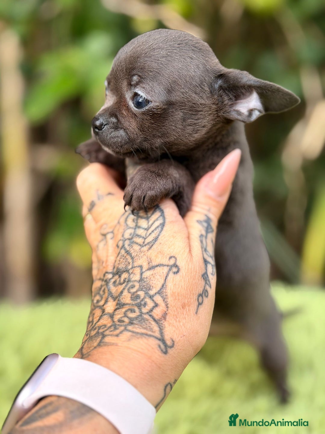 Chihuahua perros en venta: Chihuahua blue - Anuncio 3