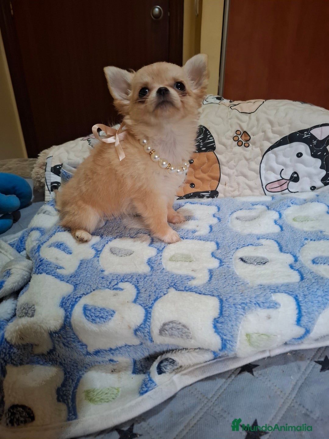 Chihuahua perros en venta: Chihuahua hembra de pelo largo calidad premium - Anuncio 1