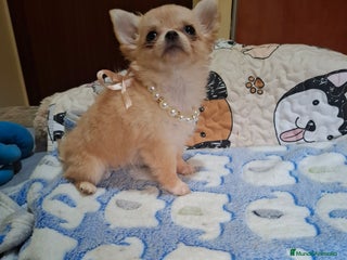 Chihuahua perros Chihuahua hembra de pelo largo calidad premium - Anuncio 1