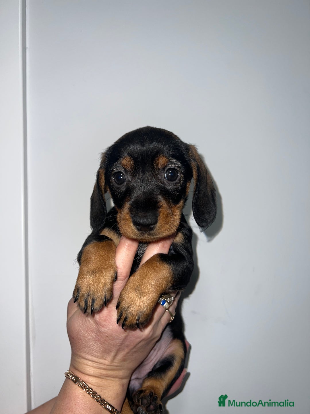 Teckel perros en venta: CACHORRITA DE TECKEL HEMBRA DISPONIBLE - Anuncio 5