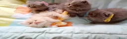 Himalayo gatos en venta: Imponible gatito perse malayo - Anuncio 15
