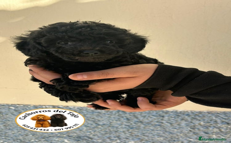 Caniche Toy perros - Anuncio 1