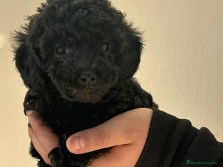 Caniche Toy perros - Anuncio 1