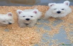 West Highland White Terrier perros en venta: CACHORROS DE WESTY - Imagen 1