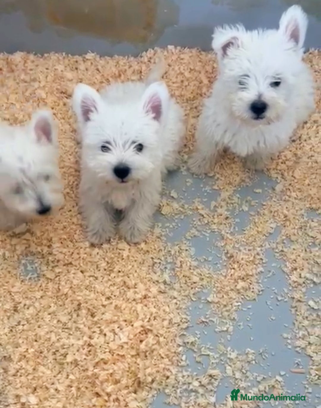 West Highland White Terrier perros en venta: CACHORROS DE WESTY - Imagen 1