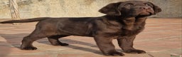 Labrador Retriever perros en venta: labrador  - Anuncio 1