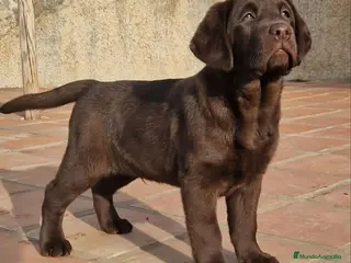 Labrador Retriever perros labrador - Anuncio 9