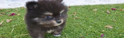 Pomerania perros en venta: Pomerania Toy Top  - Anuncio 22