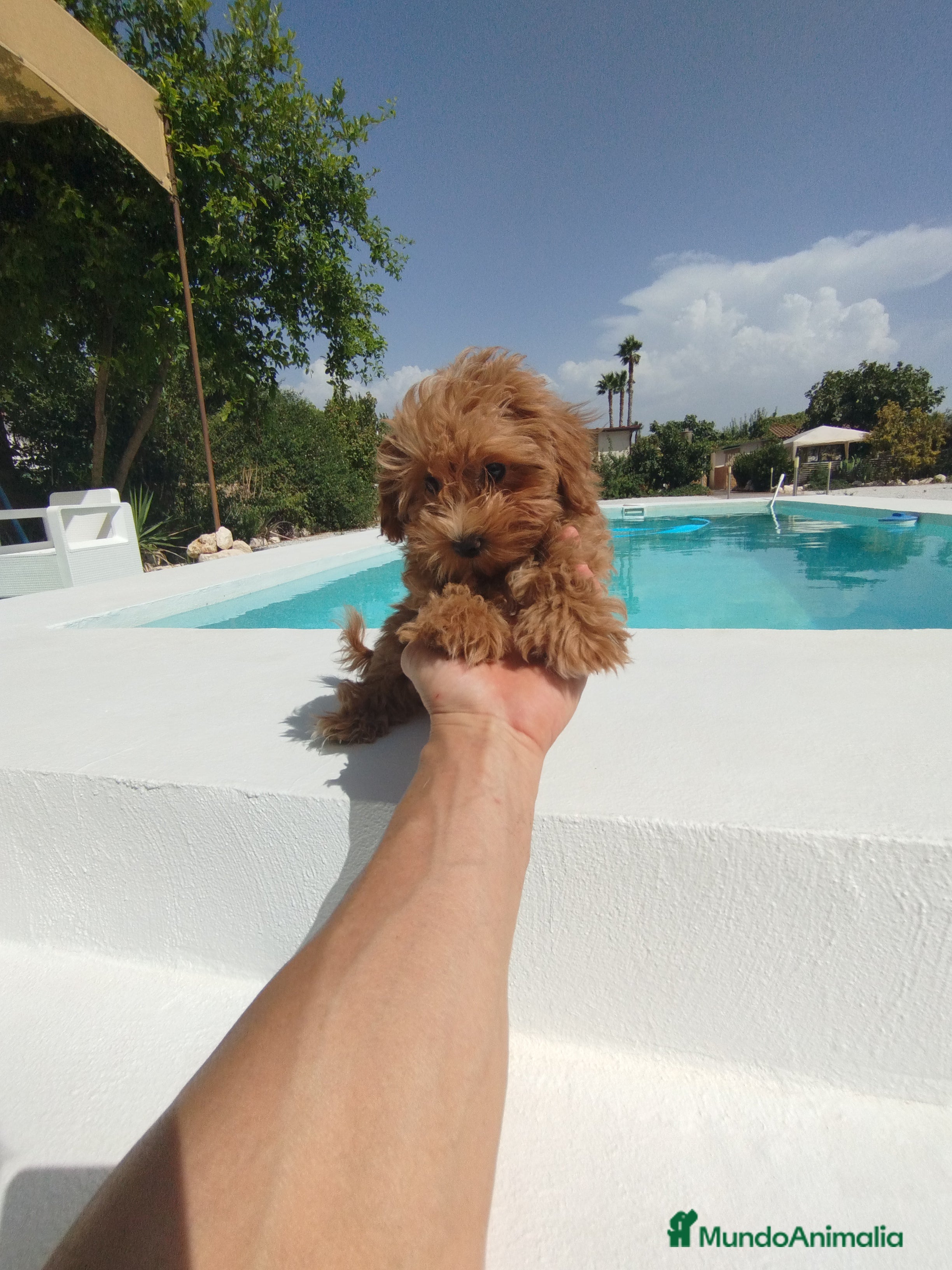 Maltipoo perros Maltipoo hembra  - Anuncio 2