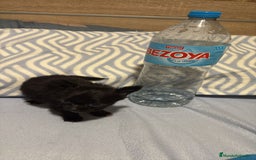 Chihuahua perros en venta: Chihuahua toy rusos pelo largo  - Anuncio 10