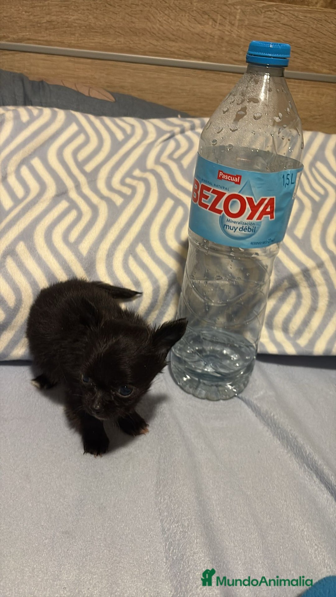 Chihuahua perros en venta: Chihuahua toy rusos pelo largo  - Anuncio 10