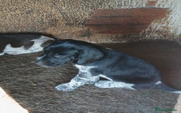 Braco Alemán de Pelo Corto perros en venta: Braco Alemán  - Imagen 1