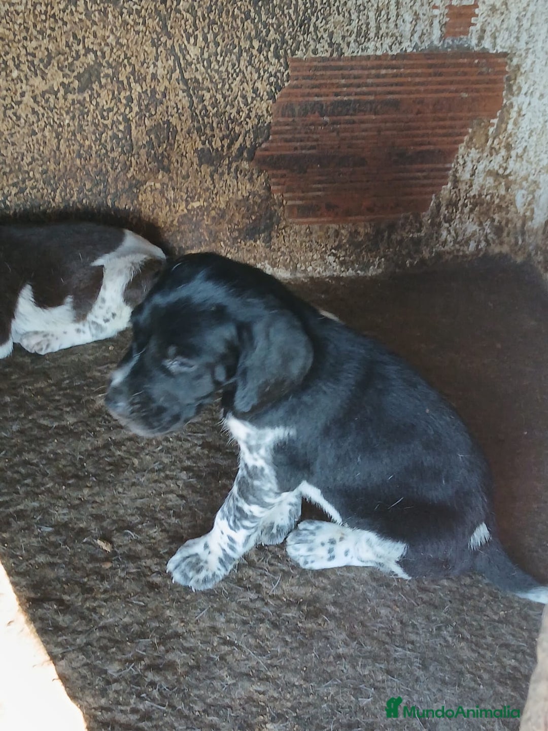 Braco Alemán de Pelo Corto perros en venta: Braco Alemán  - Imagen 1