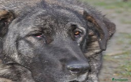 Mastín Español perros en venta: Camadas de Mastín Español Autóctono Tradicional - Imagen 8
