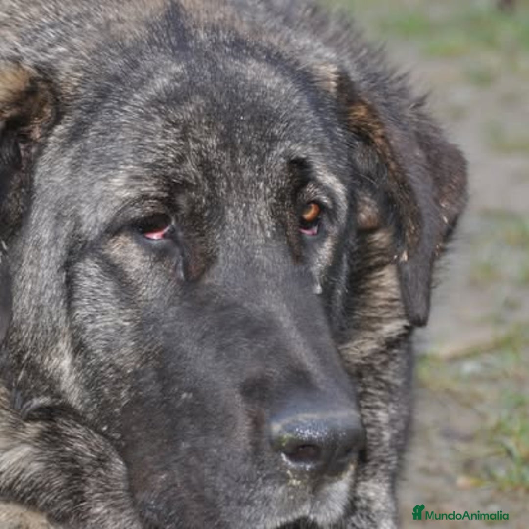 Mastín Español perros en venta: Camadas de Mastín Español Autóctono Tradicional - Imagen 8