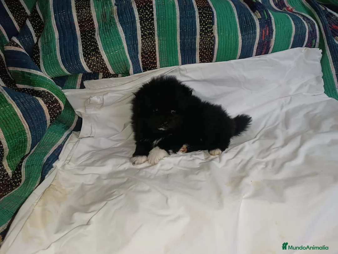 Pomerania perros en venta: HEMBRITA DE POMERANIA - Anuncio 2