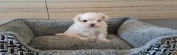 Bichón Maltés perros en venta: Cachorrita Bichon Maltes Toy  - Anuncio 3