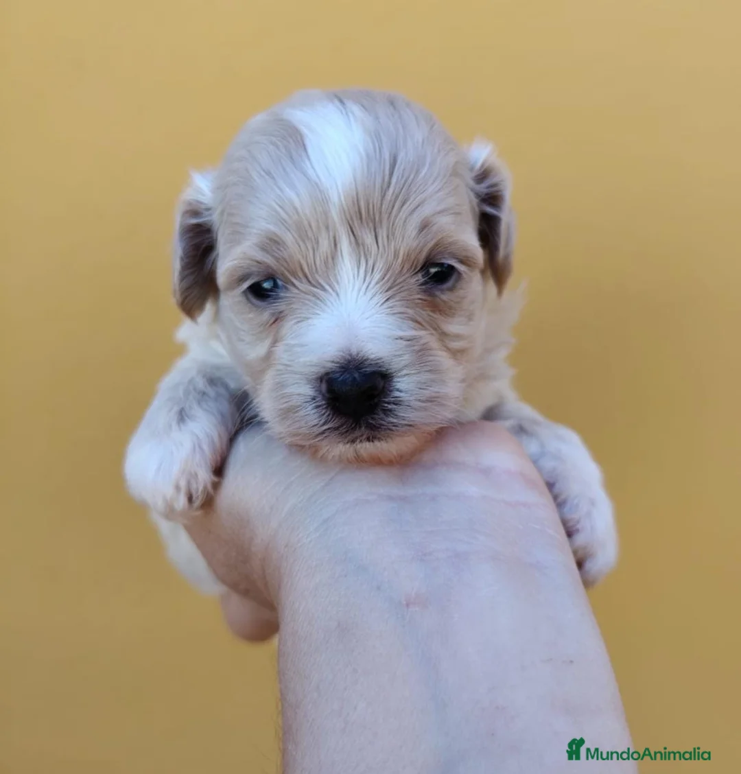 Maltipoo perros en venta: Maltipoo macho  - Anuncio 3