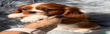 Cavalier King Charles Spaniel 1