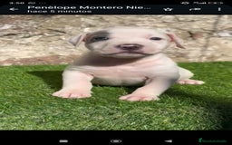 American Staffordshire-Terrier perros en venta: American Stanford  - Imagen 4