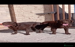 Labrador Retriever perros en venta: Cachorros labrador chocolate top - Imagen 8
