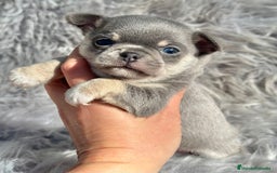 Chihuahua perros en venta: CHIHUAHUA TOY EXÓTICOS  - Anuncio 8