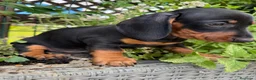 Teckel perros en venta: Teckel miniatura  en Toledo - Anuncio 6