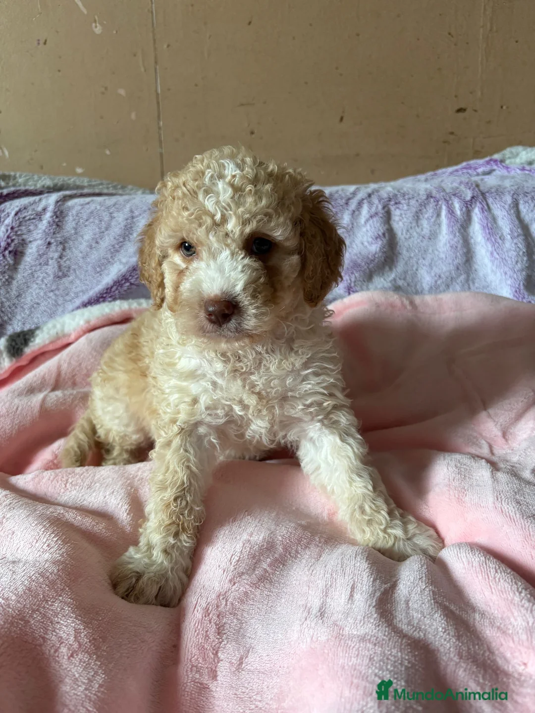 Perro de Agua Español perros en venta: Perro de agua español  - Anuncio 1