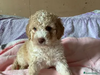 Perro de Agua Español perros Perro de agua español - Anuncio 1