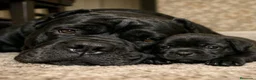 Cane Corso perros en venta: Cane corso  - Anuncio 4