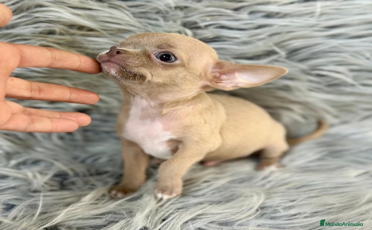 Chihuahua perros - Anuncio 6