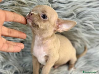Chihuahua perros CHIHUAHUA MINITOY BLUEFAWN - Anuncio 29