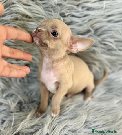 Chihuahua perros - Anuncio 3