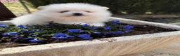 Pomerania perros en venta: Pomerania toy macho disponible !!! - Anuncio 6
