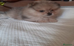 Pomerania perros en venta: Pomeranias merle - Anuncio 5