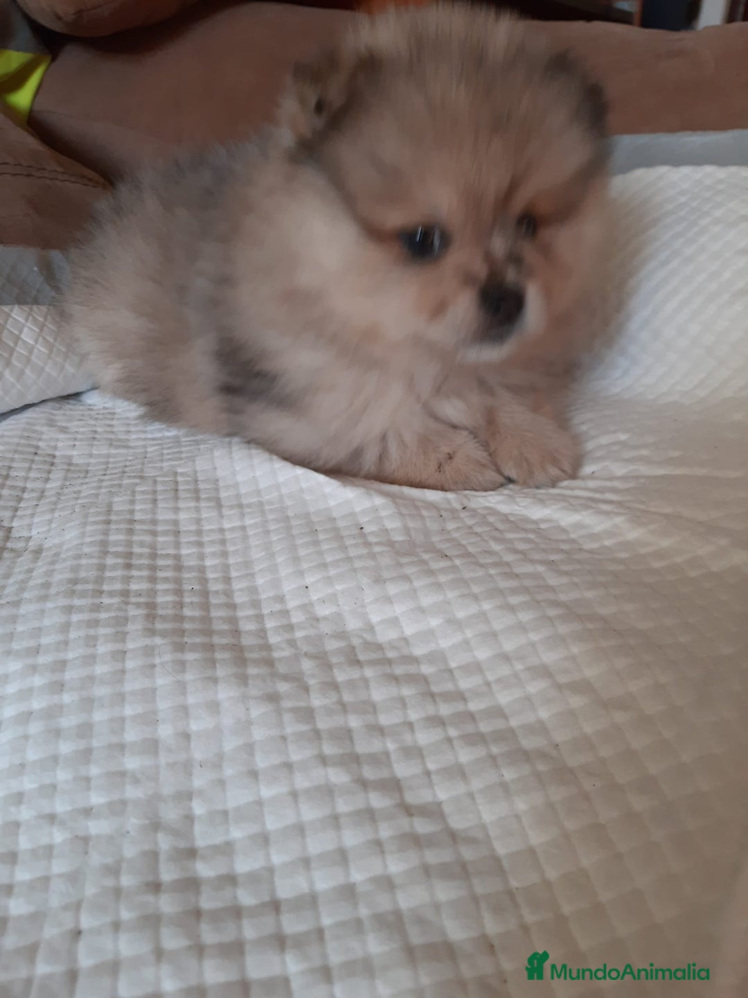 Pomerania perros en venta: Pomeranias merle - Anuncio 5