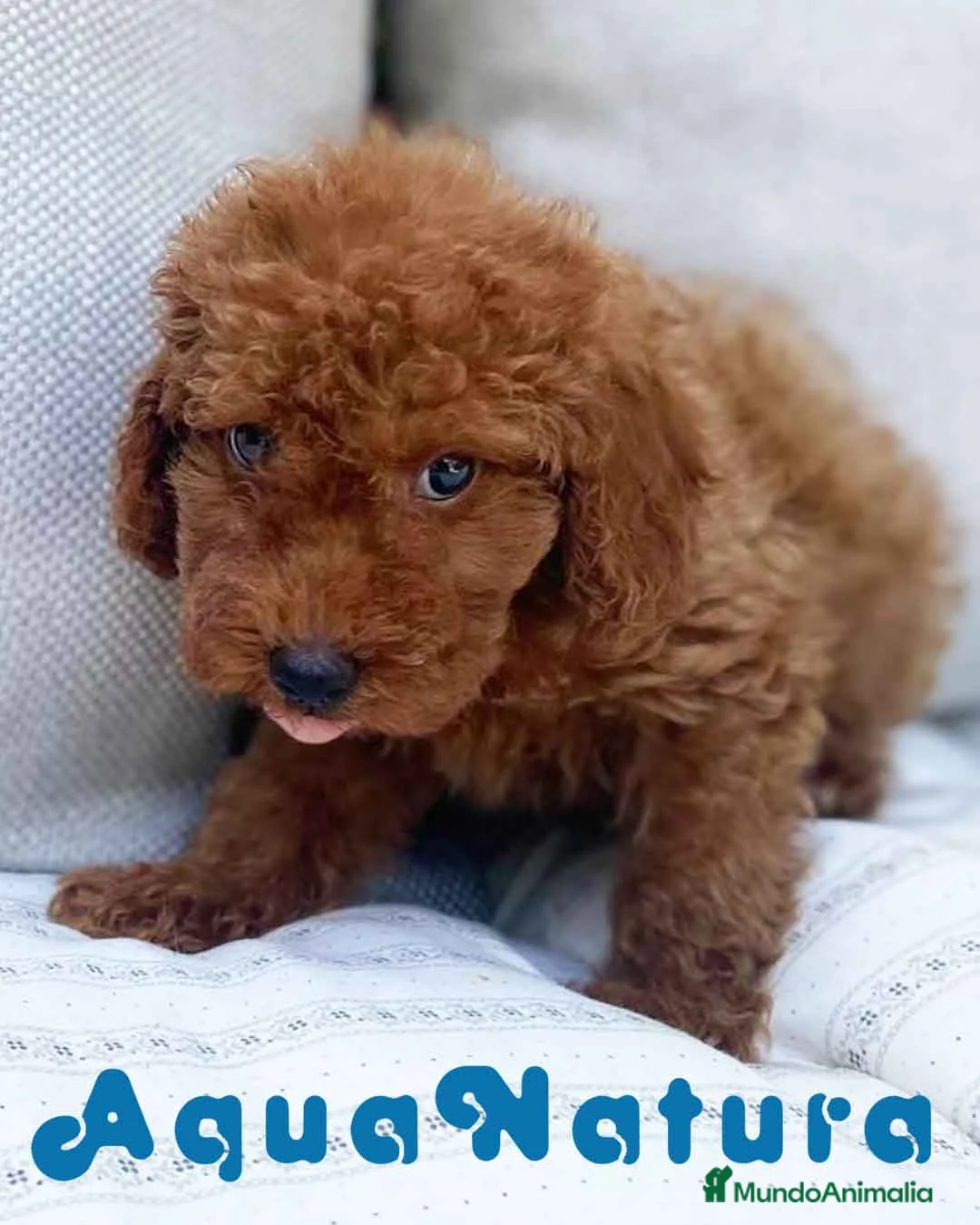 Caniche Enano perros en venta: Caniche Hembra de Barbie 6146 - AQUANATURA en Barcelona - Anuncio 2