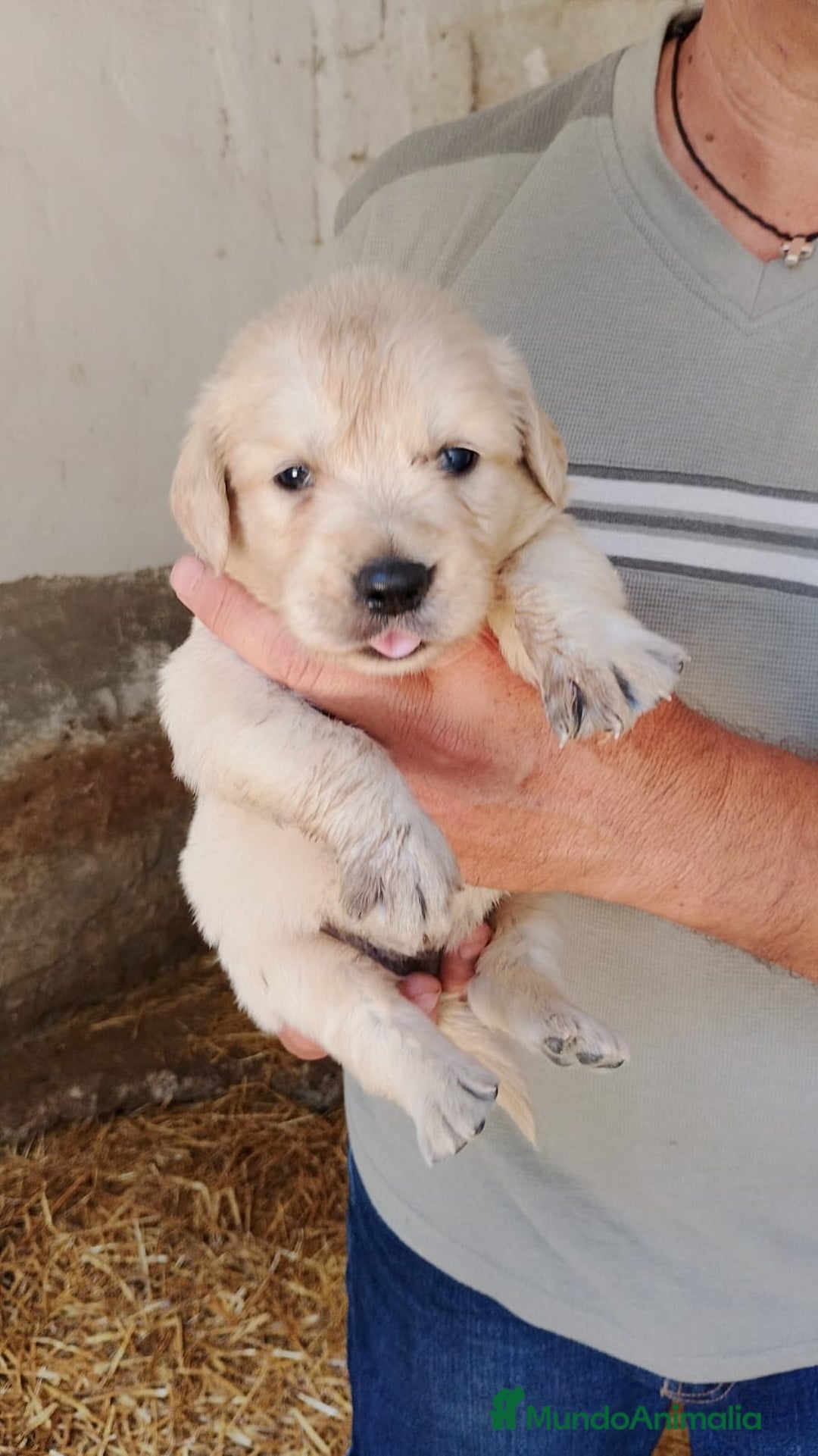 Golden Retriever perros en venta: Golden retriever - Imagen 5