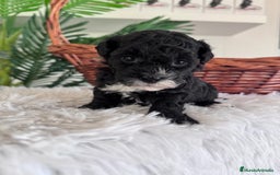 Caniche Toy perros en venta: CANICHE TOY HEMBRA - Imagen 11