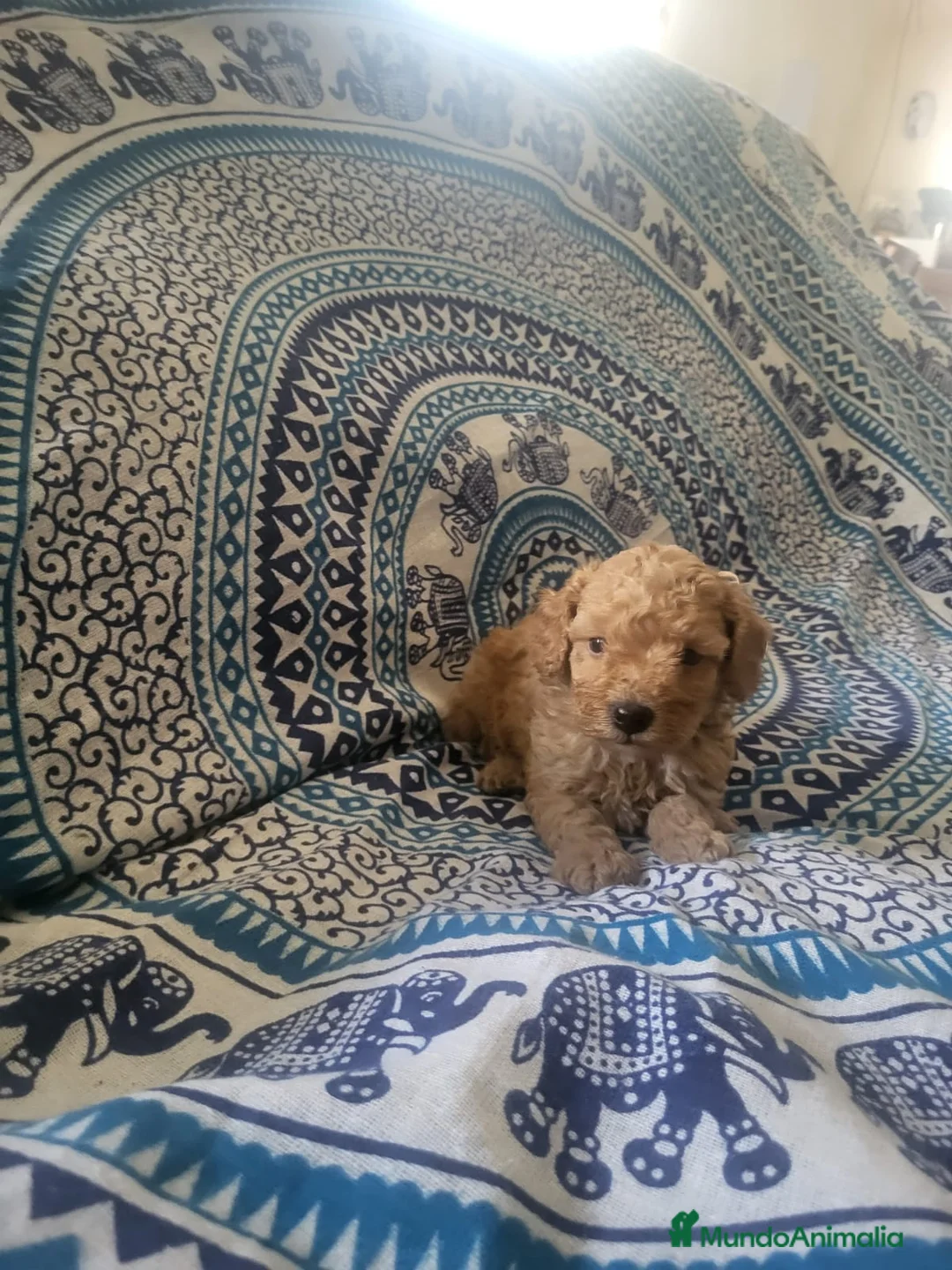 Caniche Enano perros en venta: Caniches en Barcelona - Anuncio 4