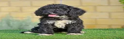 Perro de Agua Español perros en venta: Perro de agua , cachorros  - Anuncio 18