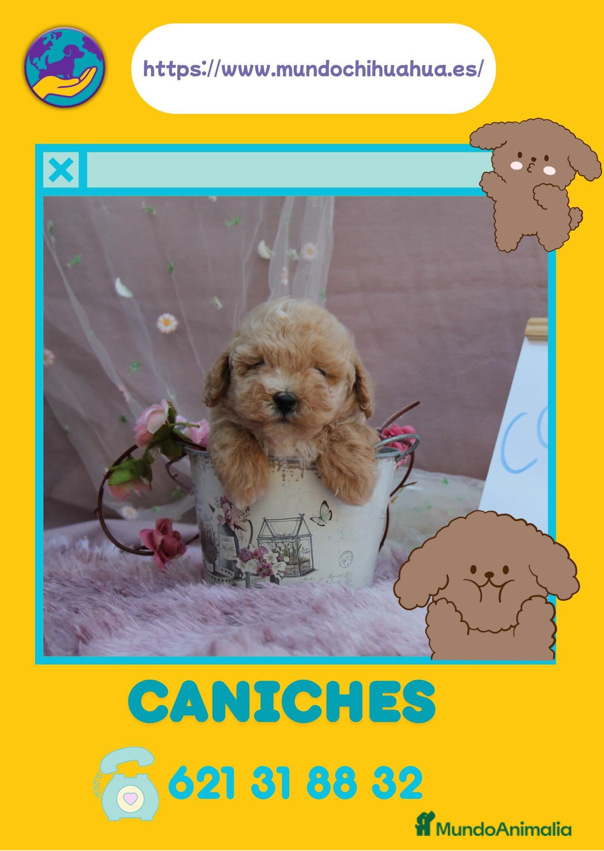 Caniche Enano perros Caniches toy auténticos  - Anuncio 2