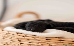 Caniche Toy perros en venta: Caniche toy negro - Anuncio 1