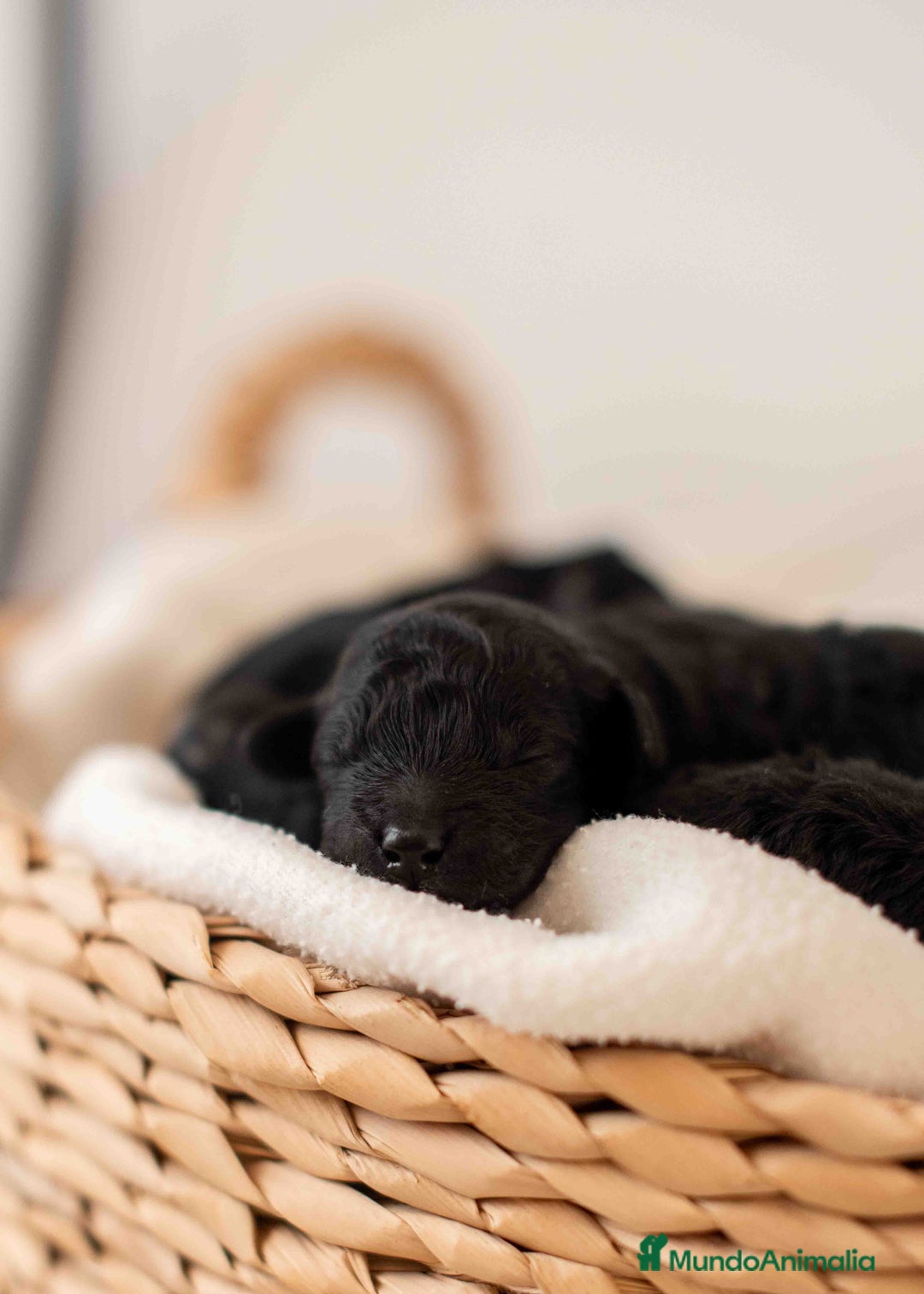 Caniche Toy perros en venta: Caniche toy negro - Anuncio 1