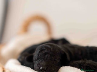 Caniche Toy perros Caniche toy negro - Anuncio 1