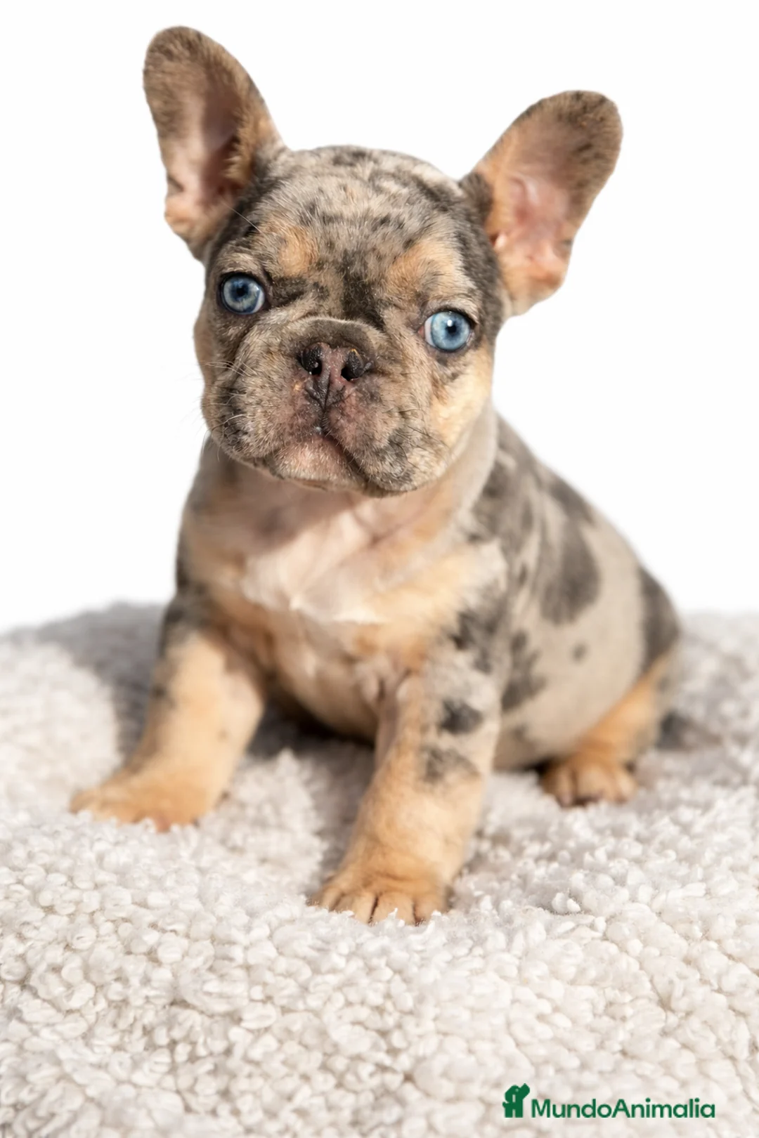 Bulldog Francés perros en venta: Bulldog Merle exótica  - Anuncio 1