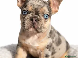 Bulldog Francés perros Bulldog Merle exótica - Anuncio 2