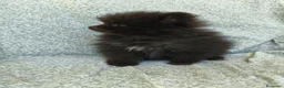 Pomerania perros en venta: Pomerania Toy - Anuncio 1